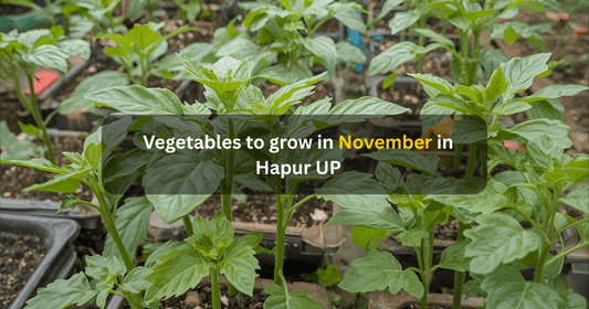 Vegetables to grow in November in Hapur UP Mansarovar seeds