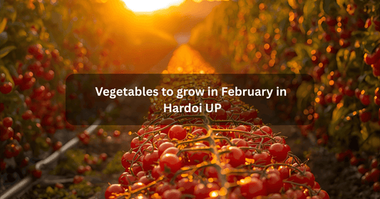 Vegetables to grow in February in Hardoi UP mansarovar seeds
