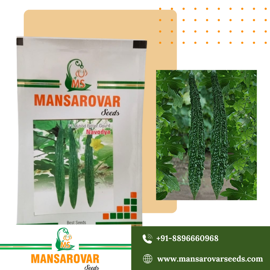 F1 hybrid bitter gourd seeds