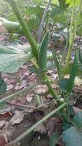 F1 hybrid okra seeds