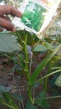 F1 hybrid okra seeds