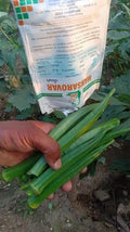 F1 hybrid okra seeds
