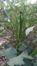 F1 hybrid okra seeds