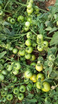Tomato F1 hybrid seeds pack 10 Gram