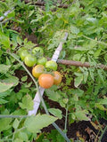Tomato F1 hybrid seeds pack 10 Gram
