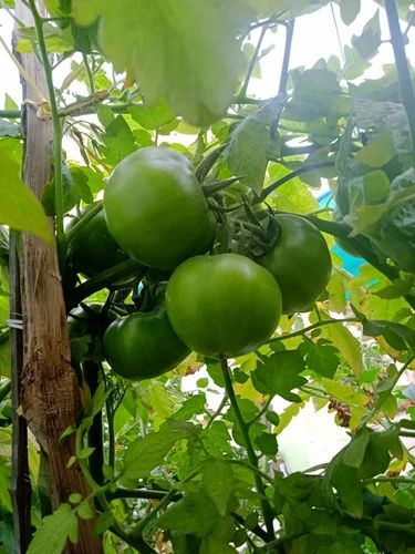Tomato F1 hybrid seeds pack 10 Gram