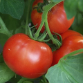 Tomato F1 hybrid seeds pack 10 Gram