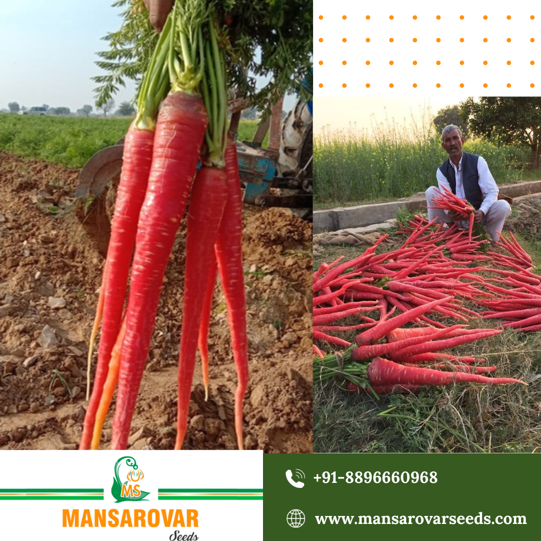Mansarovar Seeds premium red carrot seeds for better farming