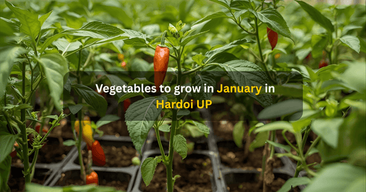 Vegetables to grow in January in Hardoi UP Mansarovar seeds