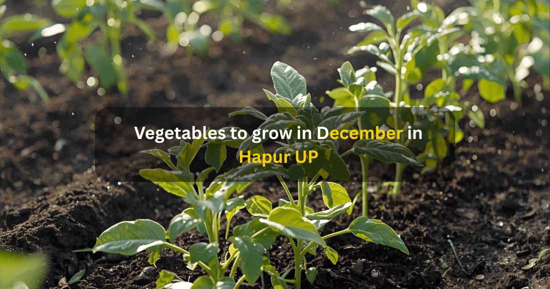 Vegetables to grow in december in Hardoi UP Mansarovar seeds