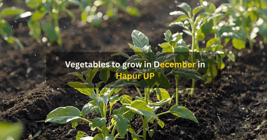 Vegetables to grow in december in Hardoi UP Mansarovar seeds