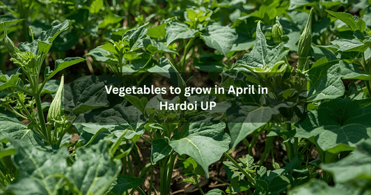 Vegetables to grow in april in Hardoi up mansarovar seeds