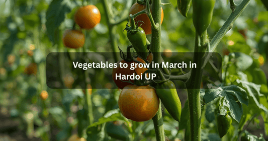 Vegetables to grow in march in Hardoi up mansarovar seeds