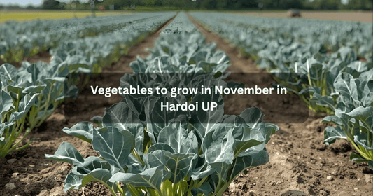 Vegetables to grow in November in Hardoi UP mansarovar seeds