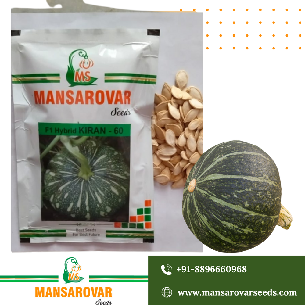 F1 hybrid pumpkin seeds