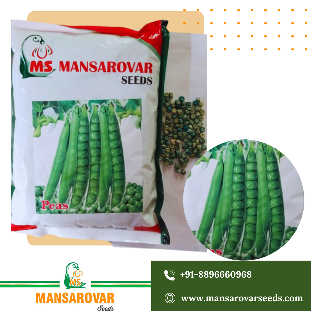Green pea seeds 10 Dane wali