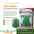 Green pea seeds 10 Dane wali