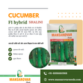 F1 hybrid cucumber seeds