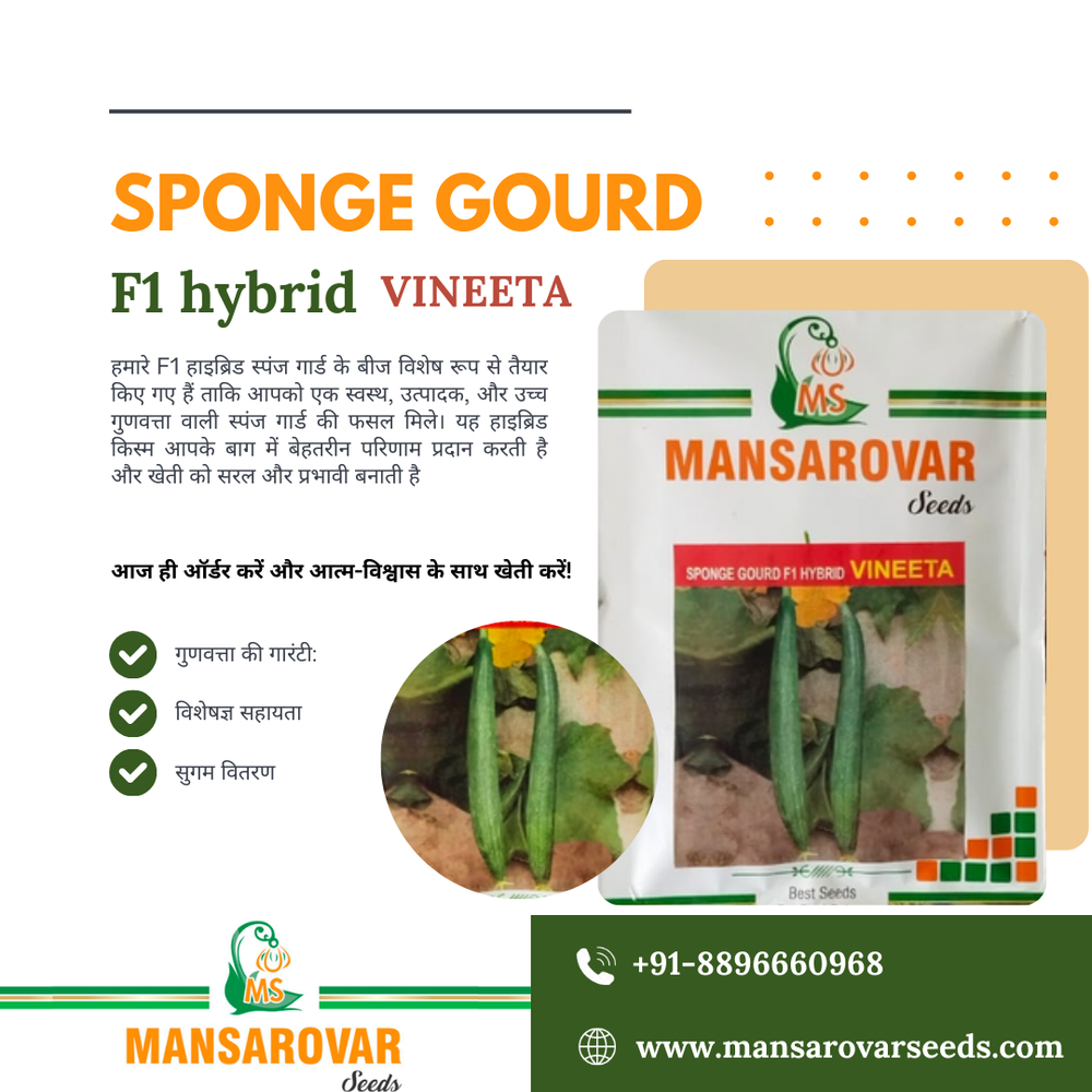 f1 hybrid sponge gourd seeds