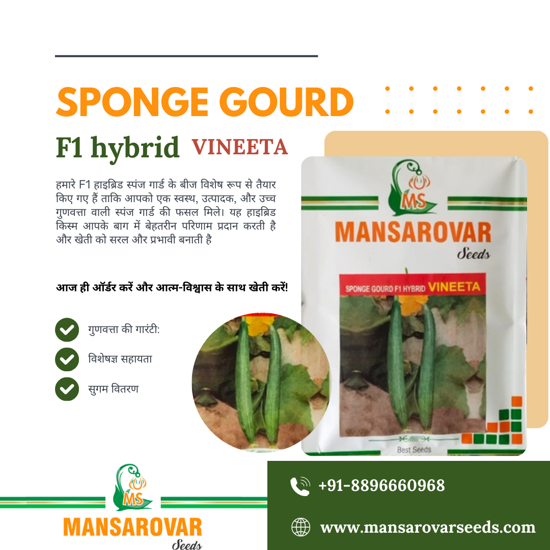 f1 hybrid sponge gourd seeds