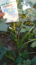 F1 hybrid okra seeds