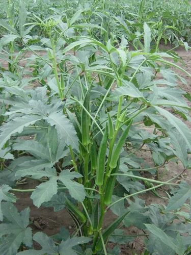 F1 hybrid okra seeds