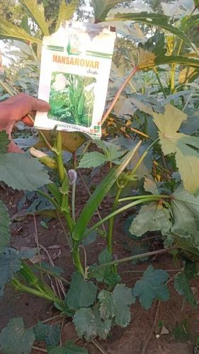 F1 hybrid okra seeds