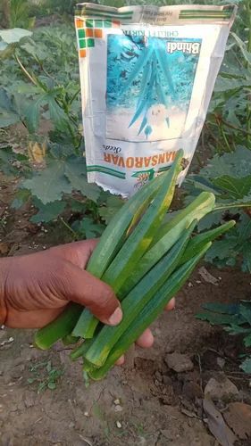 F1 hybrid okra seeds