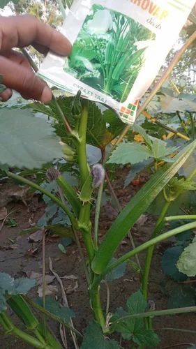 F1 hybrid okra seeds