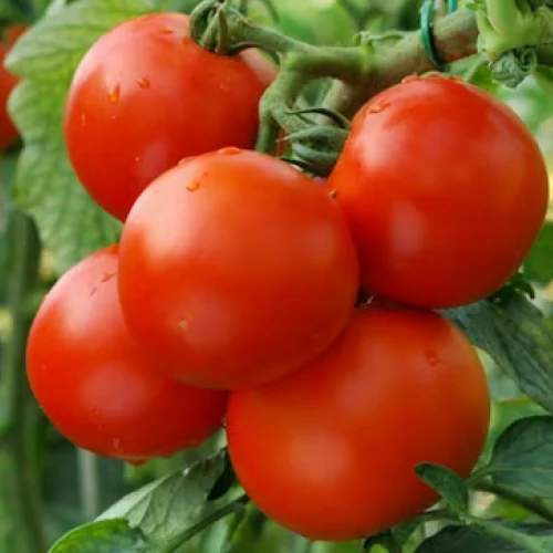 Tomato F1 hybrid seeds pack 10 Gram