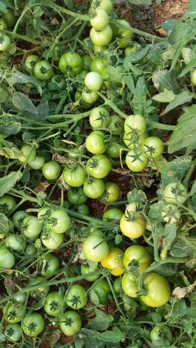 Tomato F1 hybrid seeds pack 10 Gram