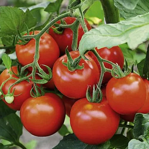 Tomato F1 hybrid seeds pack 10 Gram
