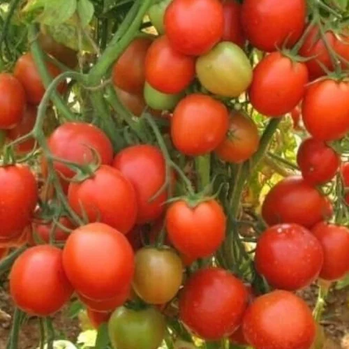 Tomato F1 hybrid seeds pack 10 Gram