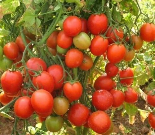 Tomato F1 hybrid seeds pack 10 Gram