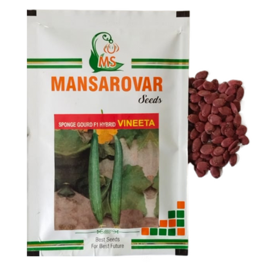 f1 hybrid sponge gourd seeds