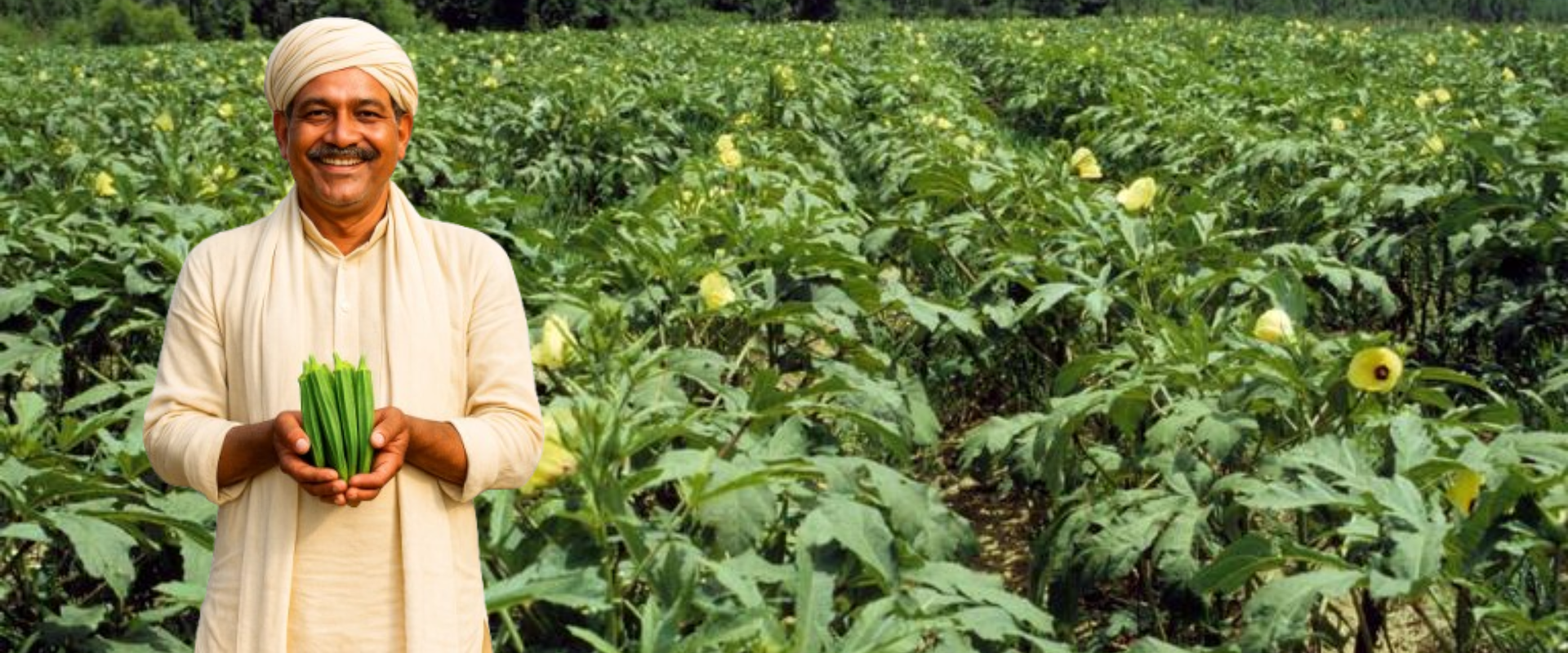 Farmer showcasing fresh Okra F1 hybrid from Mansarovar Seeds"