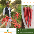Mansarovar Seeds premium red carrot seeds for better farming