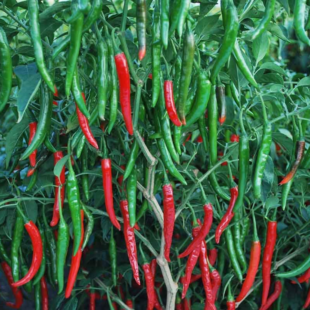 F1 Hybrid Chilli Seed