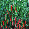 F1 Hybrid Chilli Seed