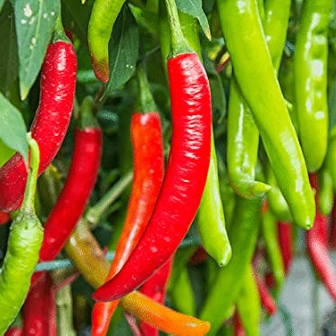 F1 Hybrid Chilli Seed
